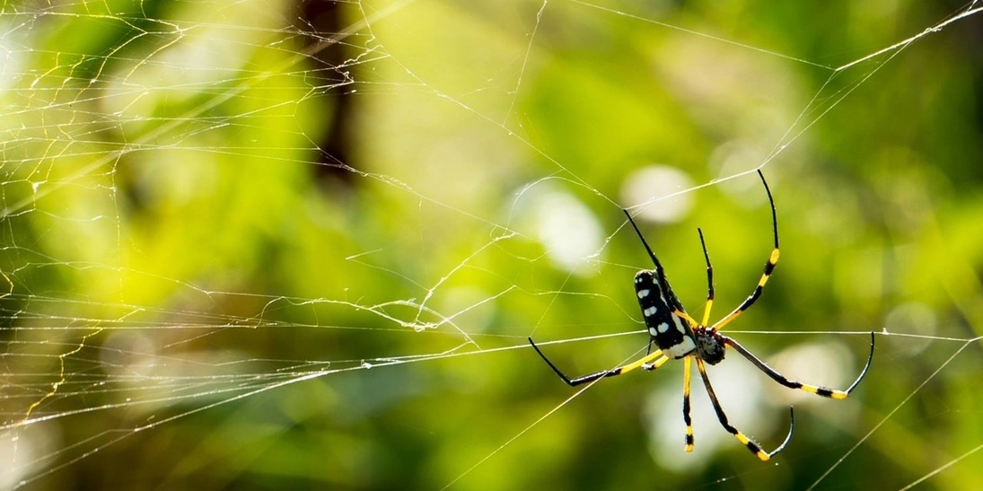 Odoo • Una imagen con una leyenda